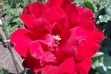 Rosen
