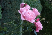 Rosen