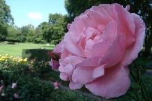 Rosen