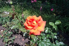 Rosen