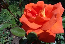 Rosen