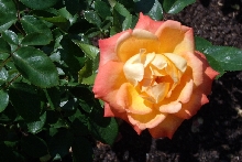 Rosen