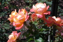 Rosen
