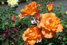 Rosen