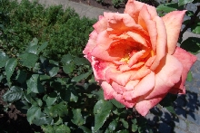 Rosen