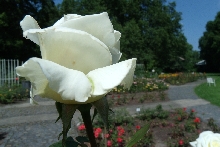 Rosen