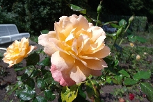 Rosen