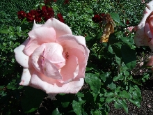 Rosen