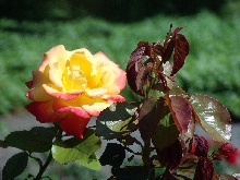 Rosen