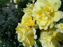 Rosen