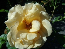 Rosen