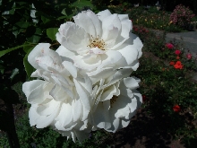 Rosen