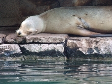 Tiere