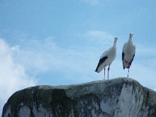 Tiere