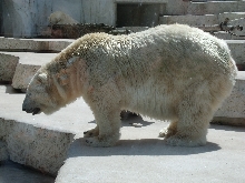 Tiere