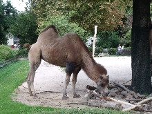 Tiere