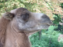 Tiere