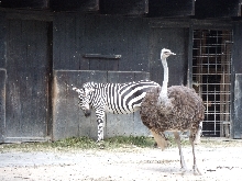 Tiere