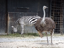 Tiere