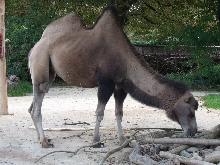 Tiere