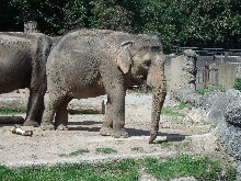 Tiere