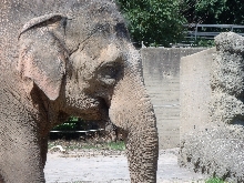 Tiere