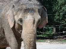 Tiere