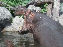 Tiere