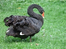 Tiere