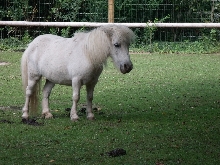 Tiere