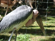 Tiere