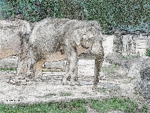 Elefant