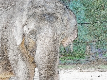 Elefant