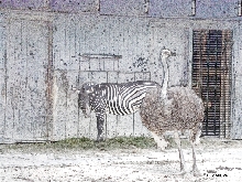 Zebra und Emu