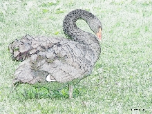 Gans