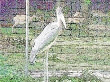 Marabu