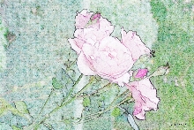 Rosen
