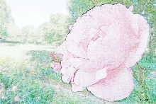 Rosen