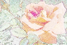 Rosen