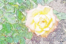 Rosen