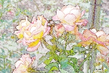 Rosen