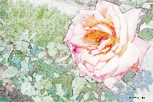 Rosen