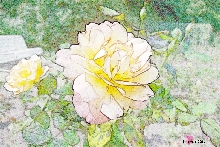 Rosen