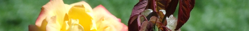 Hintergrund